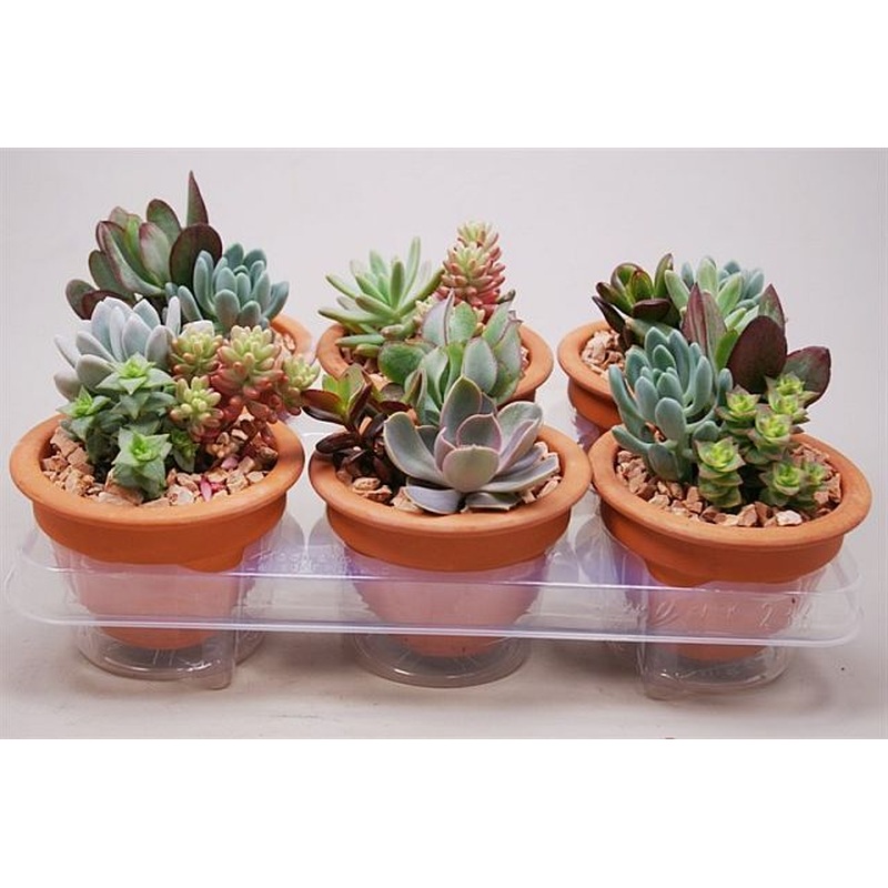 Succulents arrangement nr 963  P13
