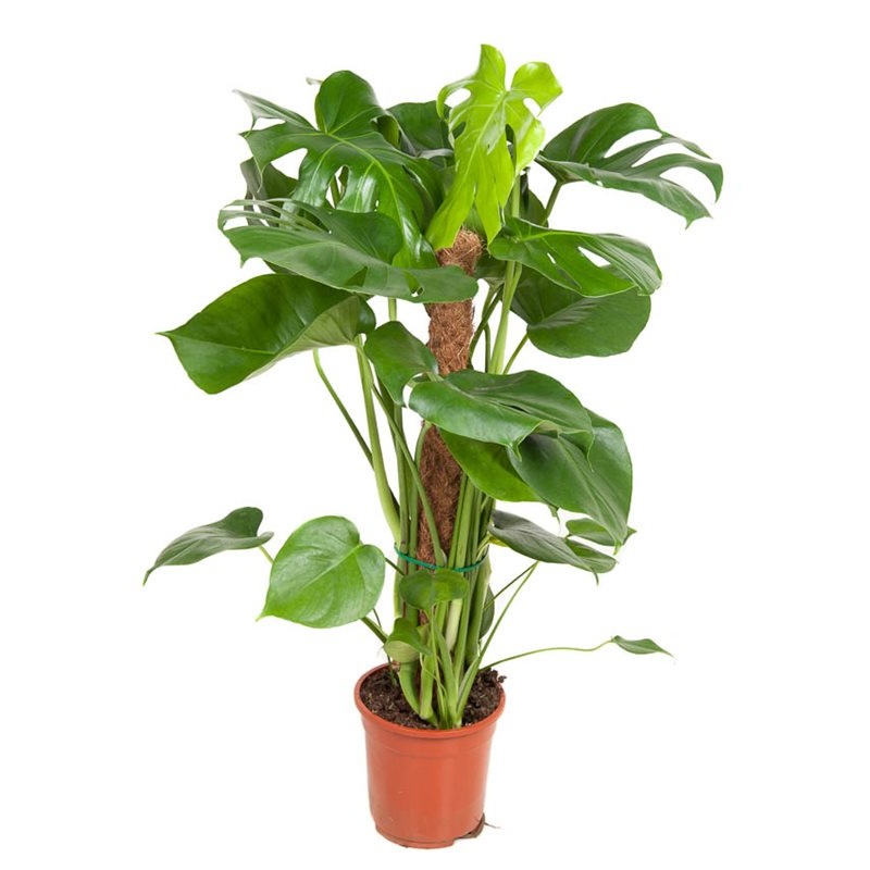 Swiss Cheese Plant Monstera deliciosa  (19cm Pot on Pole)
