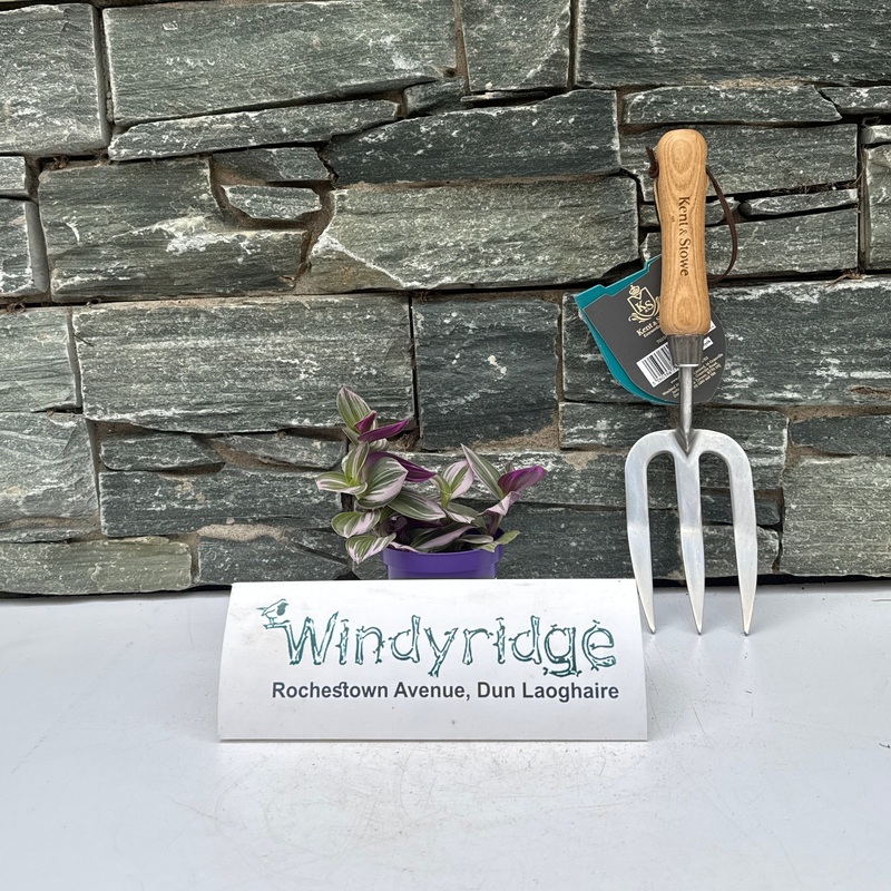 Tradescantia Nanouk  (7cm Pot)