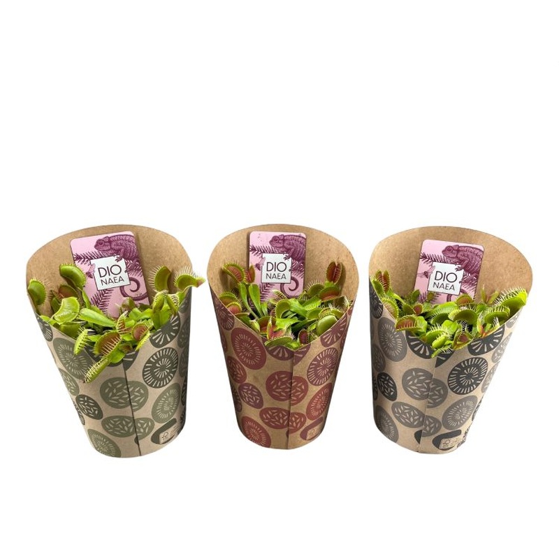 Venus Flytrap Dionaea muscipula  (12cm Pot)