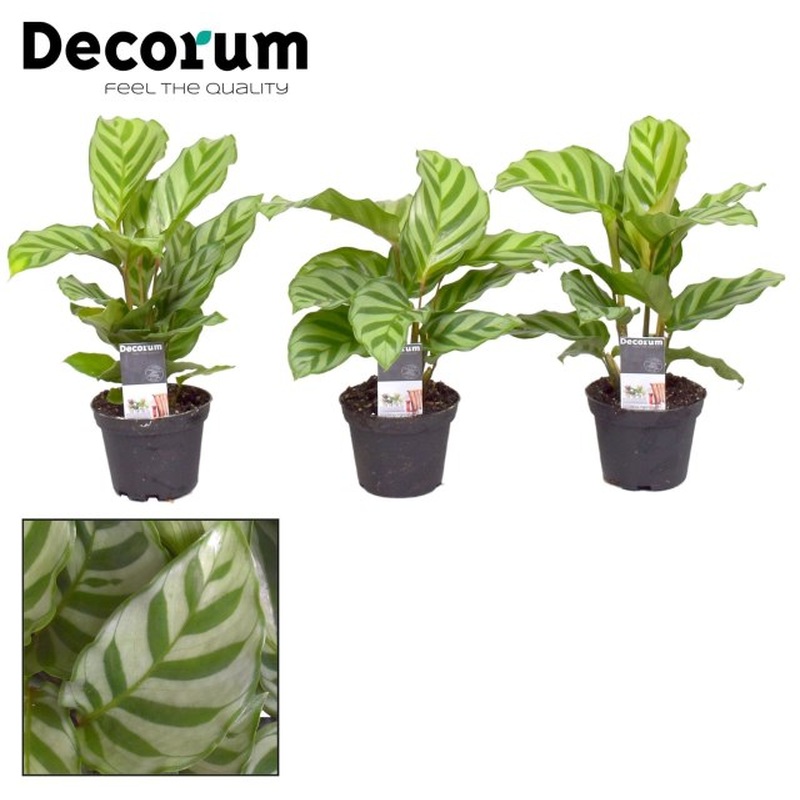 Zebra Plant Calathea Freddie (7cm Pot)