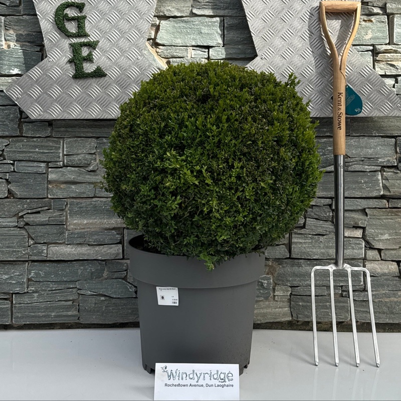 Buxus semp Ball 60-65cm