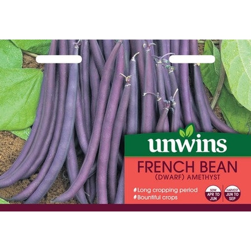 French Bean (Dwarf) Amethyst