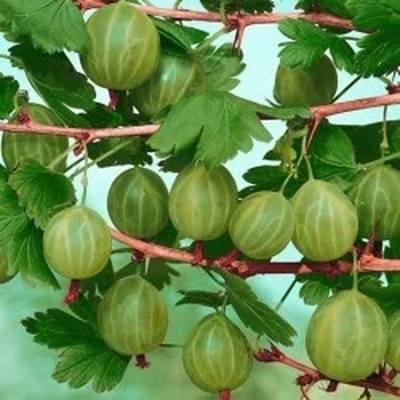 Gooseberry 3 Ltr