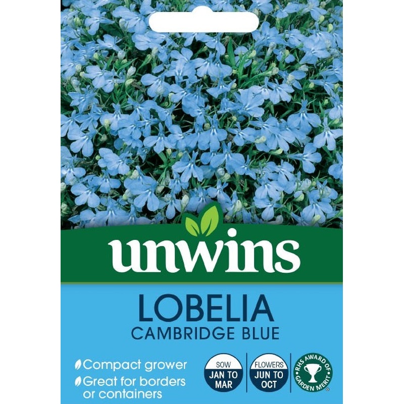 Lobelia Cambridge Blue