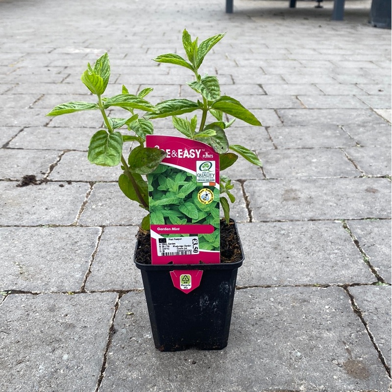 Mint, Garden 9cm Pot