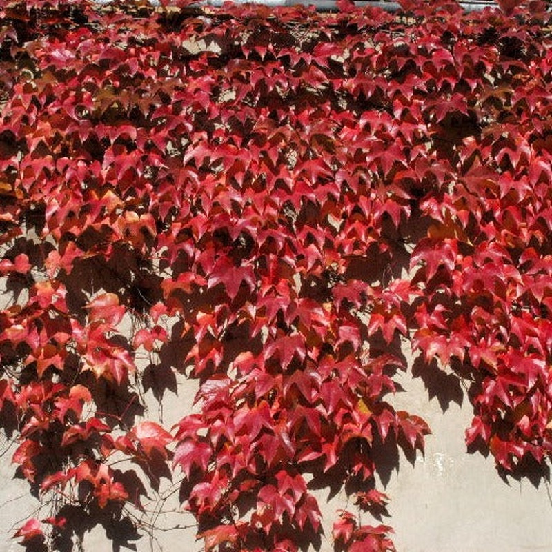 PARTHENOCISSUS TRIC. VEITCHI