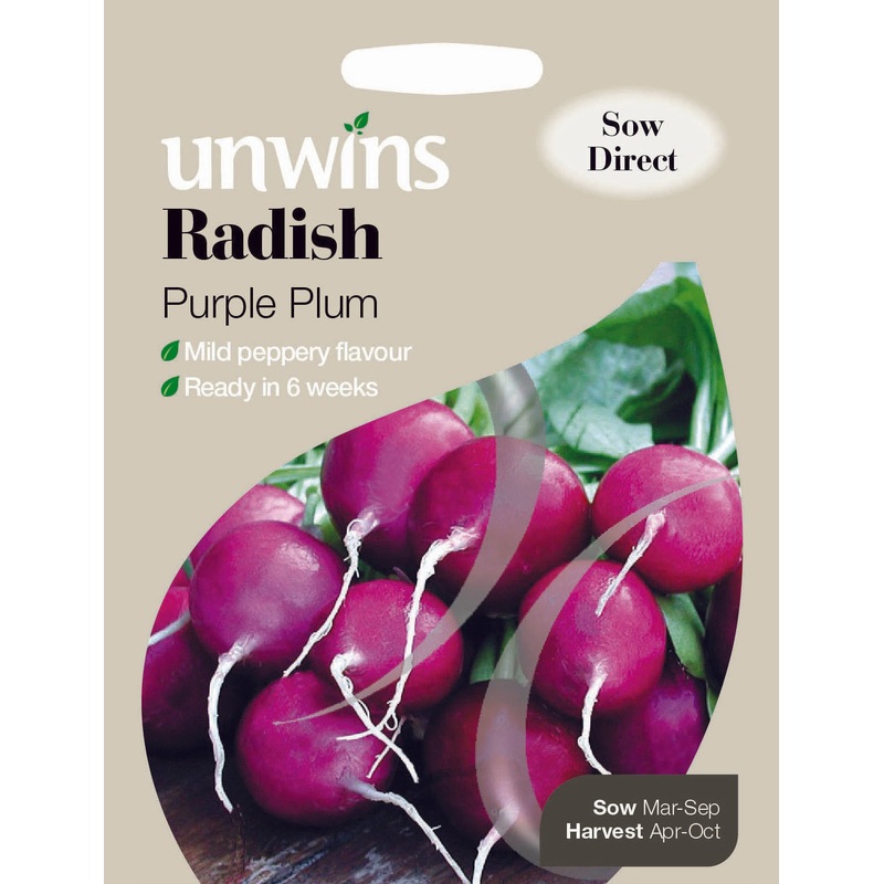 Radish Purple Plum