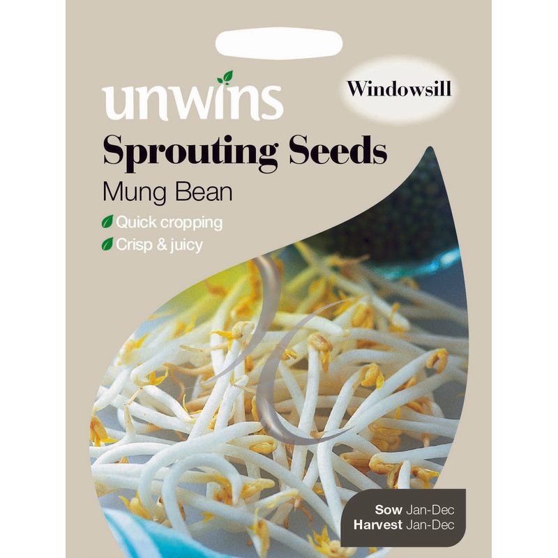 Sprouting Seeds Mung Bean