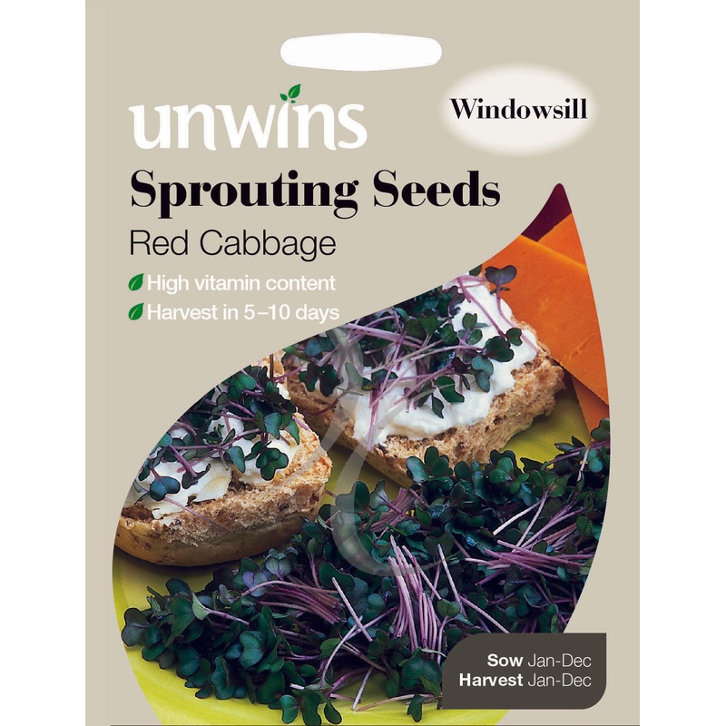 Sprouting Seeds Red Cabbage