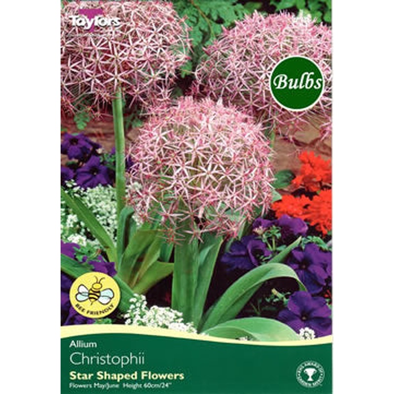ALLIUM CRISTOPHII 6