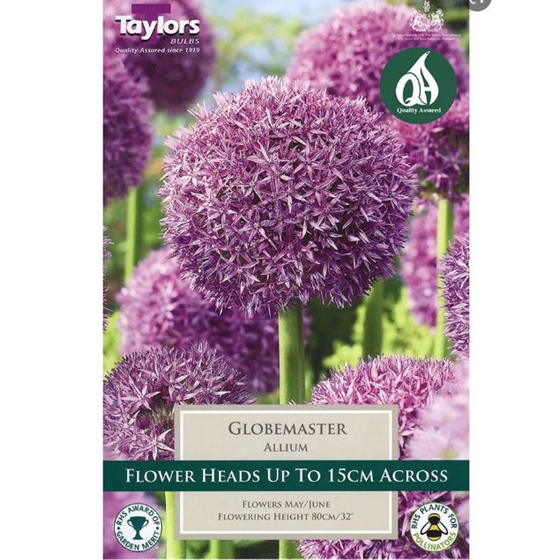 ALLIUM GLOBEMASTER 1