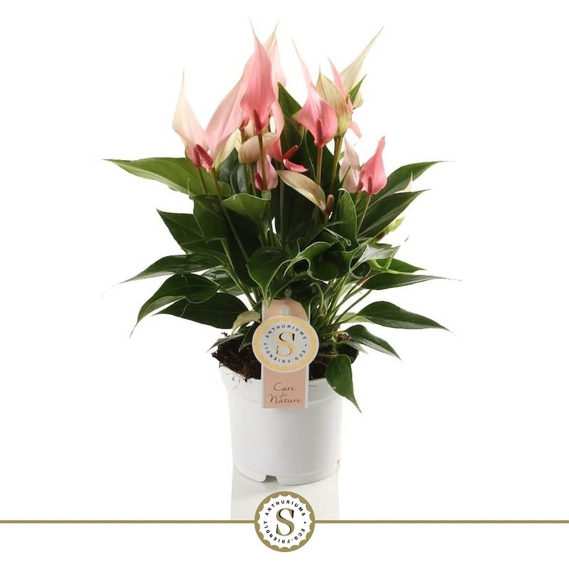 Anthurium and. Lilli  P12