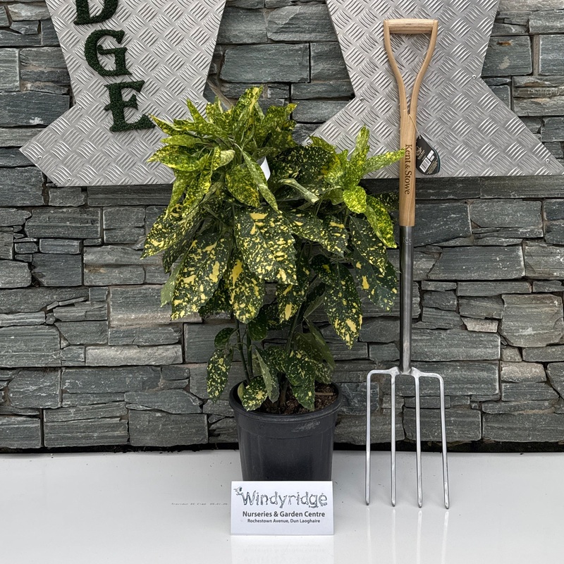 AUCUBA JAP. GOLDEN KING CLT 10