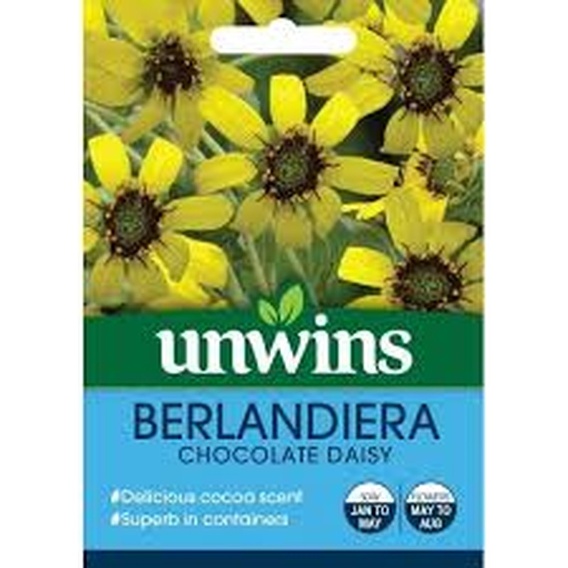 Berlandiera Chocolate Daisy