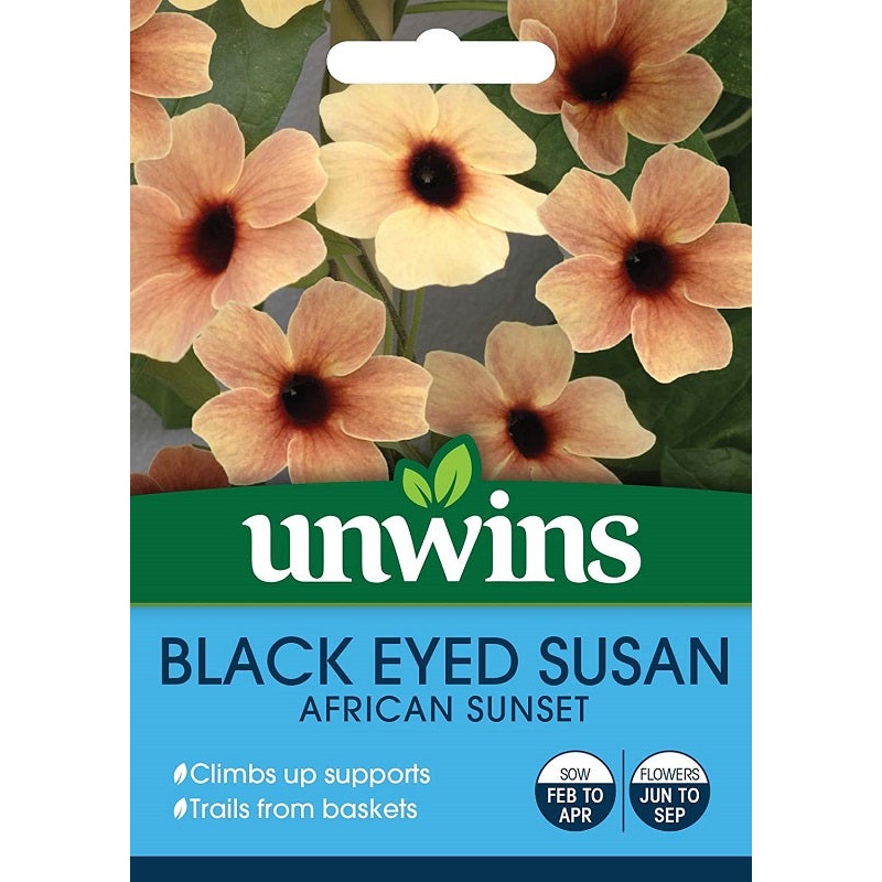 Black Eyed Susan African Sunset