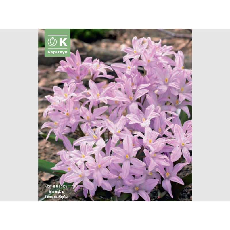 CHIONODOXA FORBESII PINK GIANT x 30