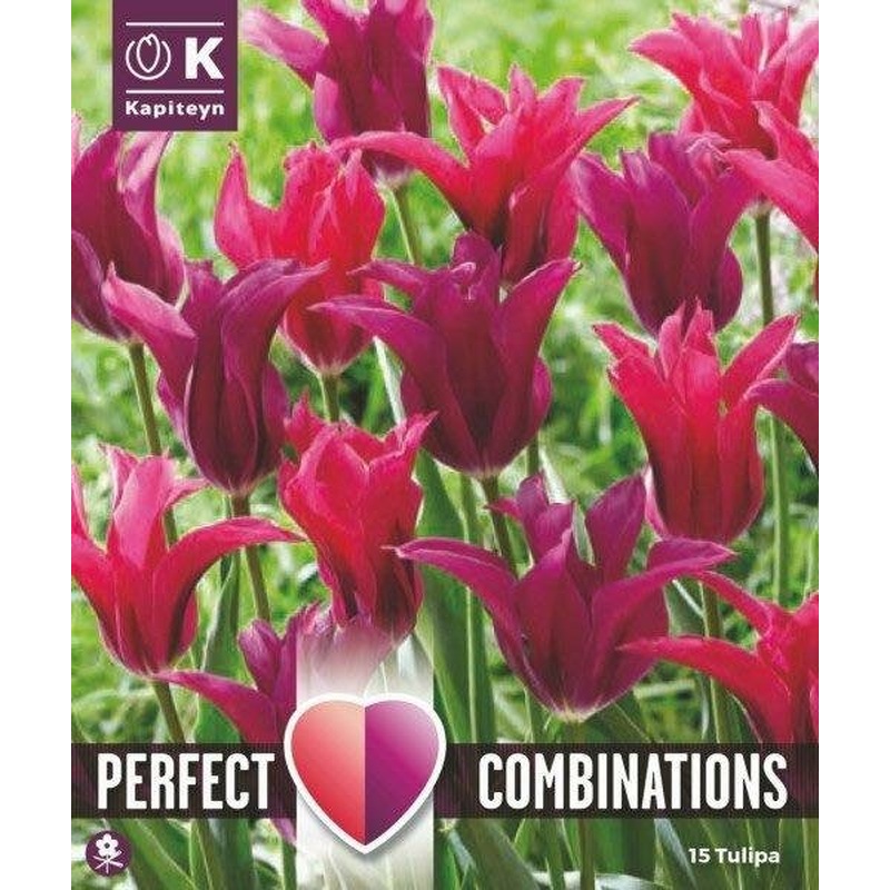 COMBI TUL DOLL BLEND x 15