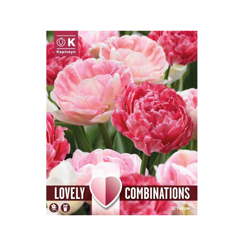 COMBI TULIP DUOPACK SWEET PINK MIX x 12