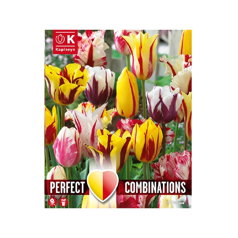 COMBI TULIPA FIREWORKS BLEND x 15