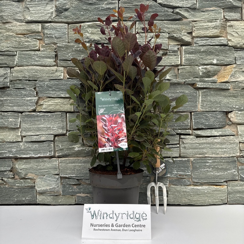 Cotinus coggygria Lilla