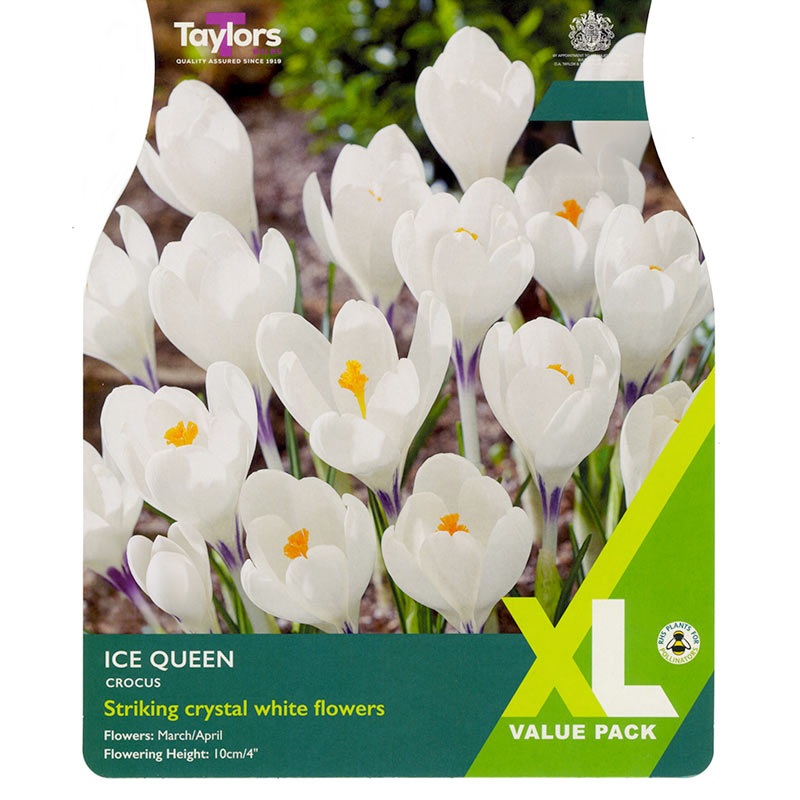 CROCUS ICE QUEEN 25