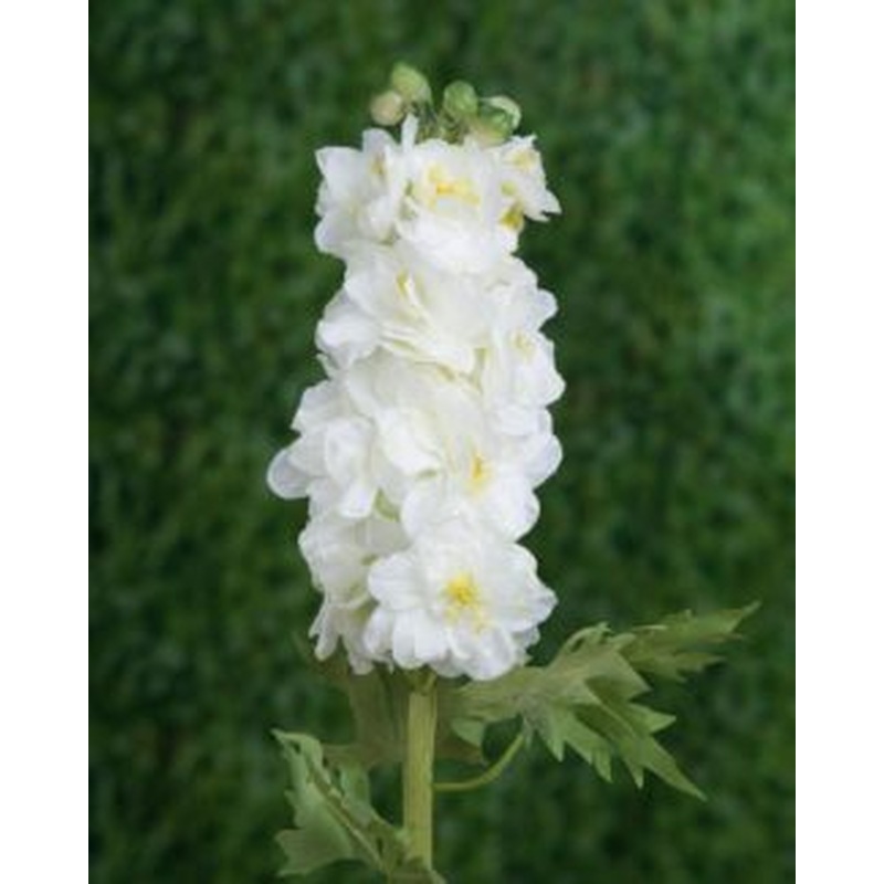 Delphinum Double-White