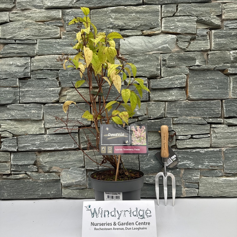 Deutzia in varieties P19