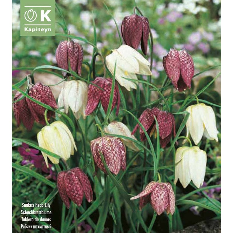 FRITILLARIA MIXED COLOURS X 12