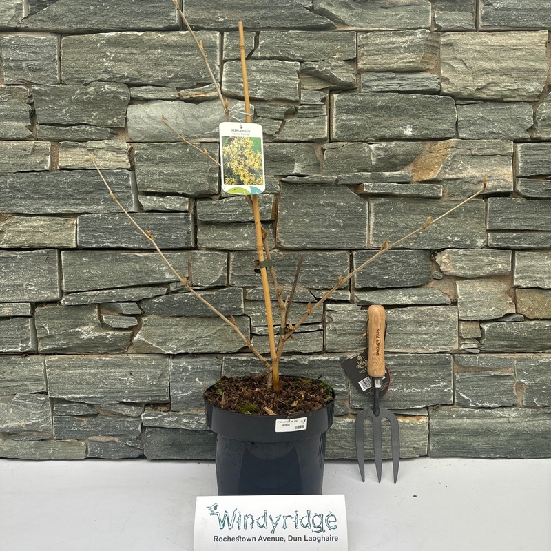 Hamamelis int. Rubin