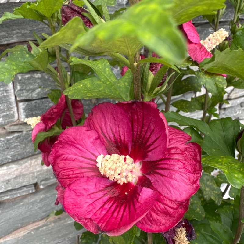 Hibiscus syriacus Rote Heinje