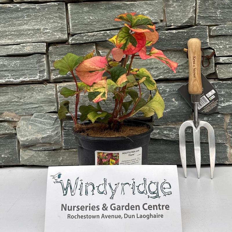 HOUTTUYNIA cord. Flame