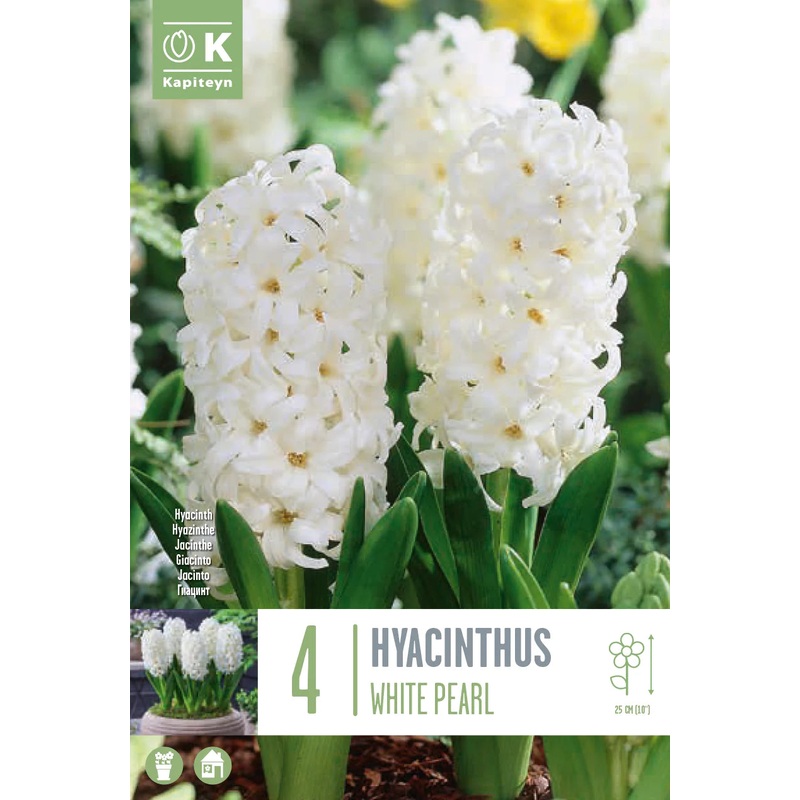 HYACINTHUS WHITE PEARL X 4