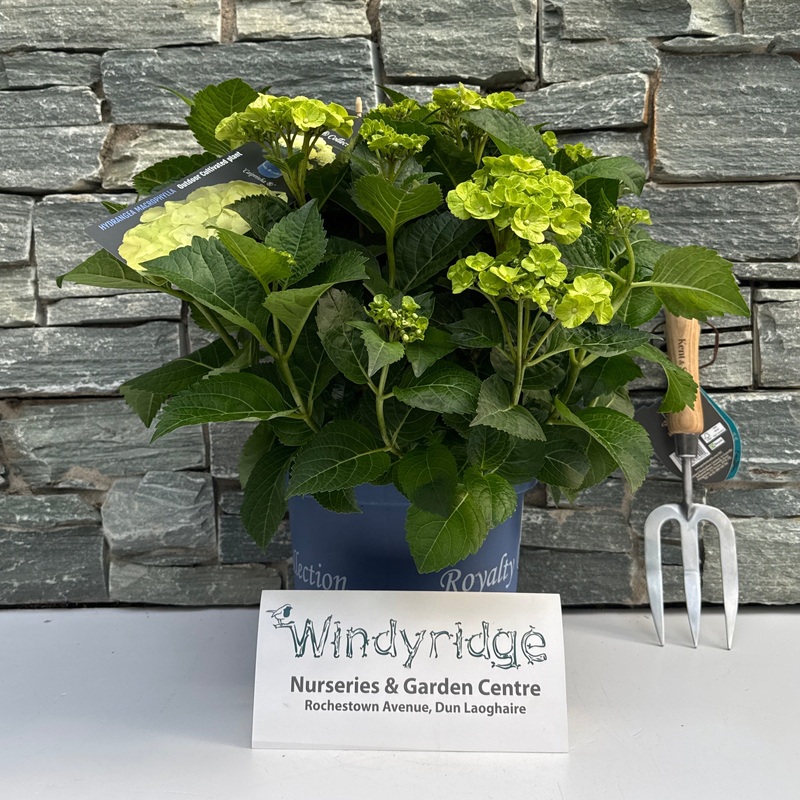 Hydrangea m. Caipirinha  5 Ltr pot