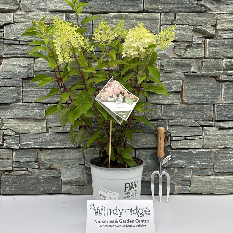 Hydrangea pan. Pinkachu  5 Ltr pot