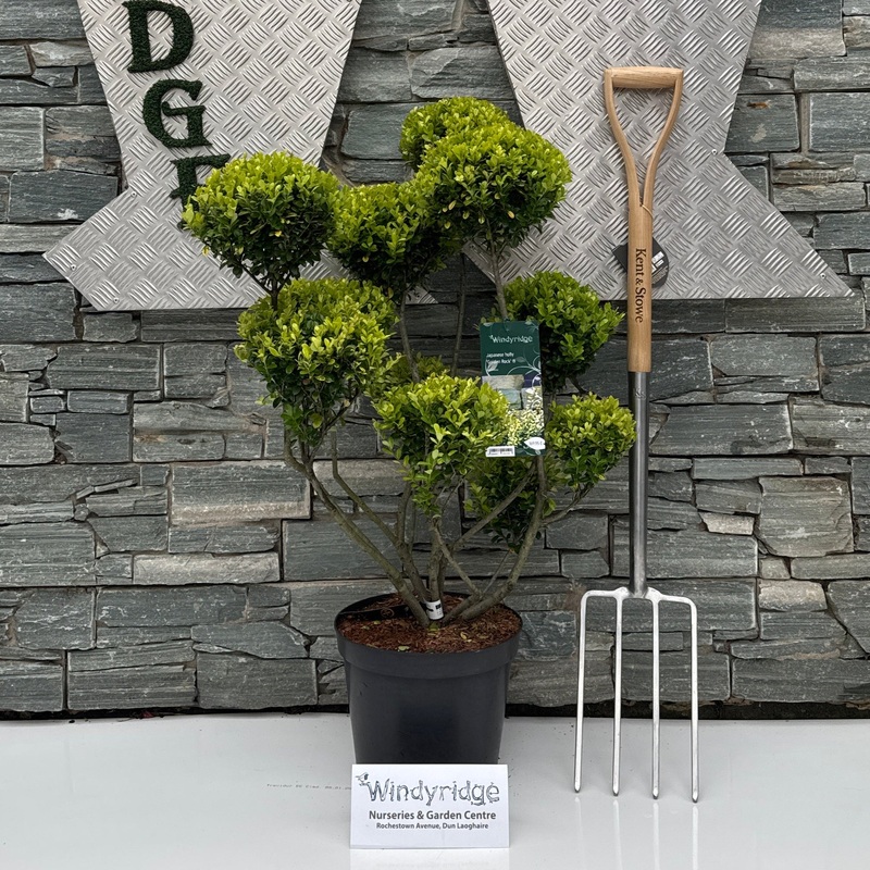 Ilex crenata Golden Rock