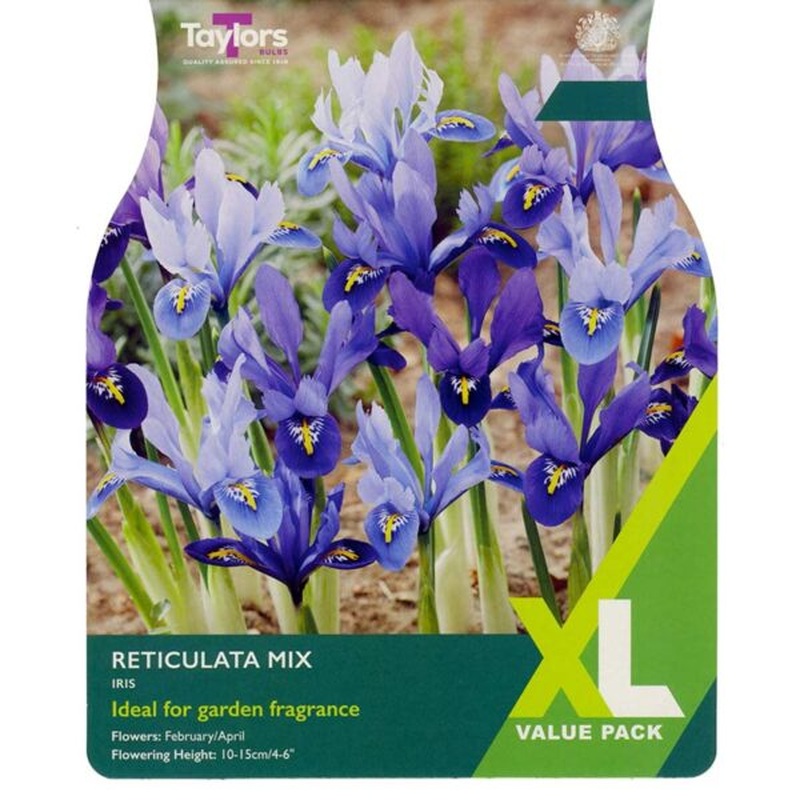 IRIS RETICULATA MIXED 20