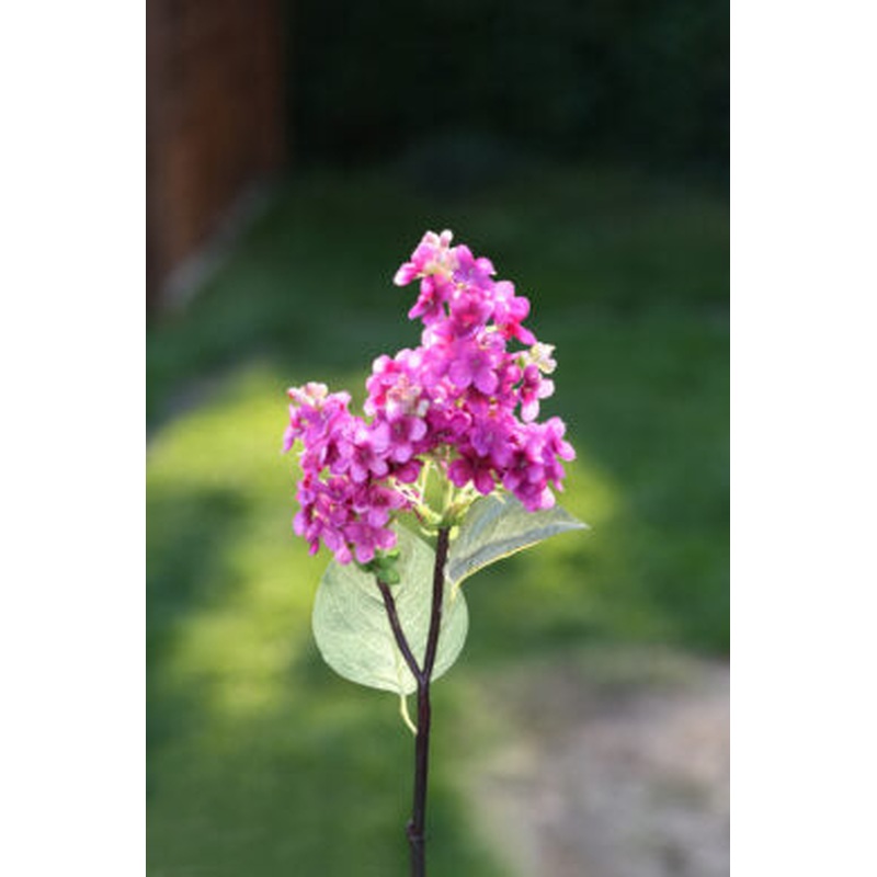 Lilac-Short Stem-Dark Pink