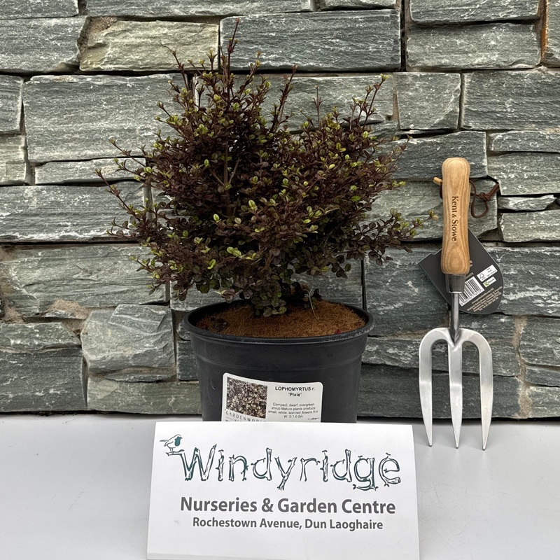 LOPHOMYRTUS r. Pixie