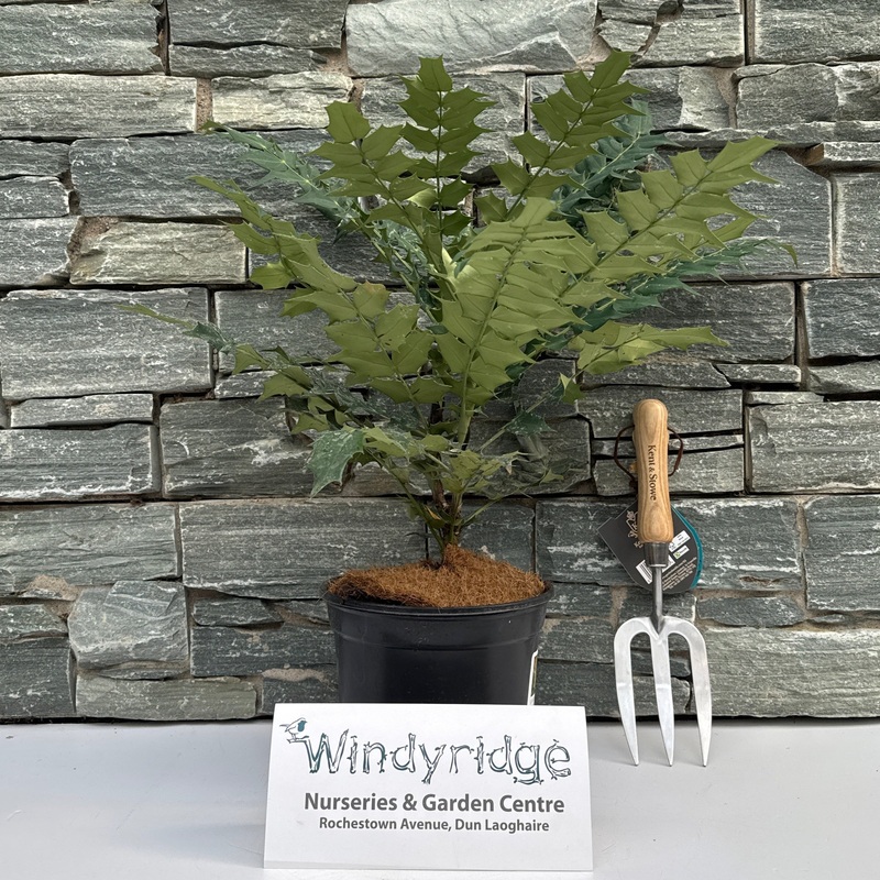 MAHONIA media Charity