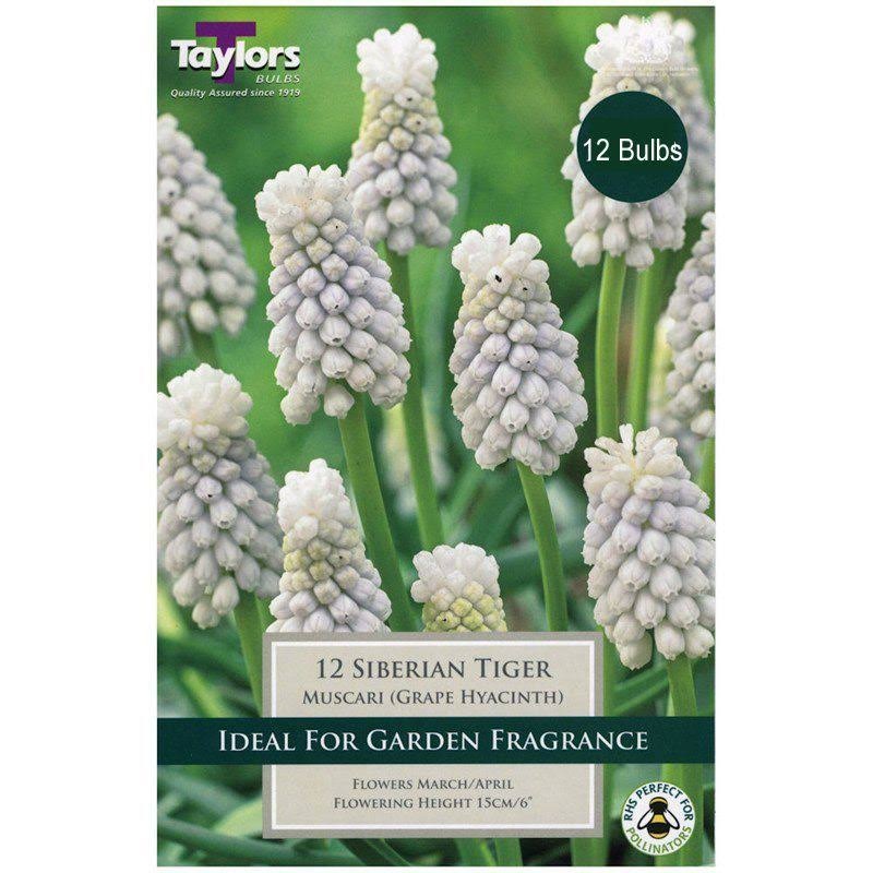 MUSCARI SIBERIAN TIGER 15