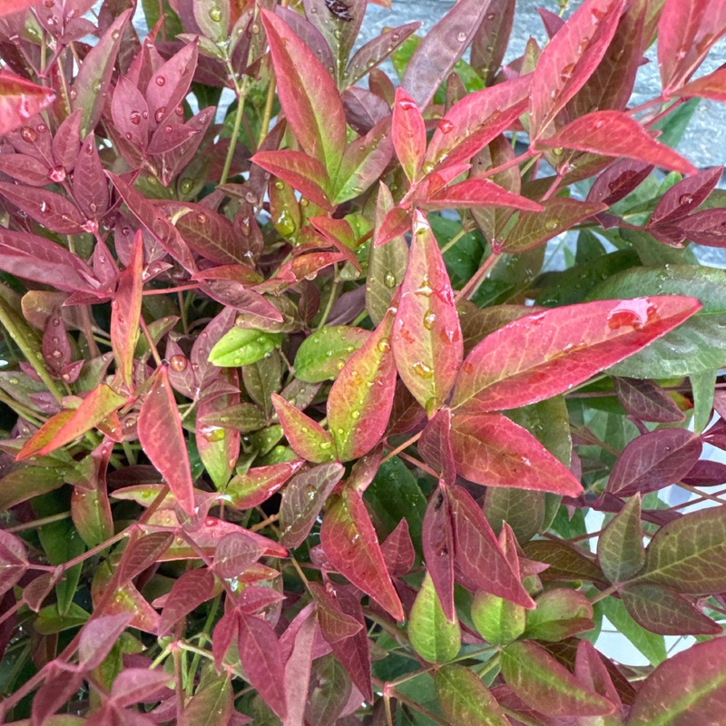 Nandina dom. Obsessed  25-30 CM C2