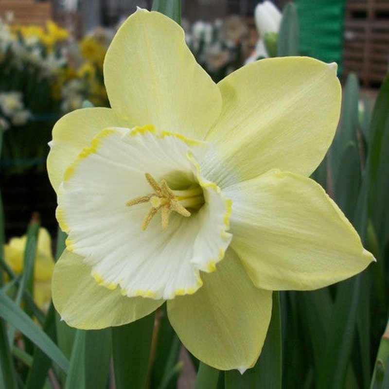 NARCISSUS BINKIE CARRI-PACK 1.5KG