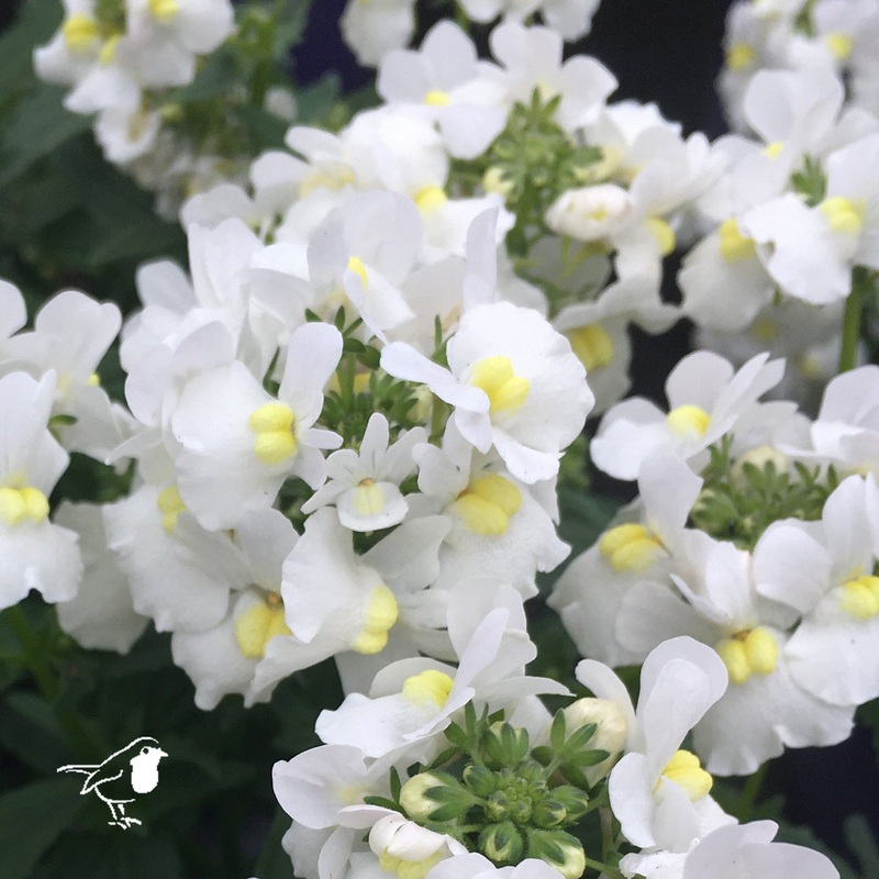 Nemesia White Perfume 2L