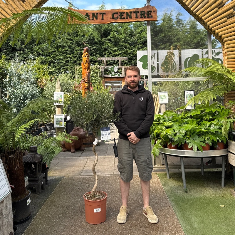 Olea Europaea Spiral P26 150cm