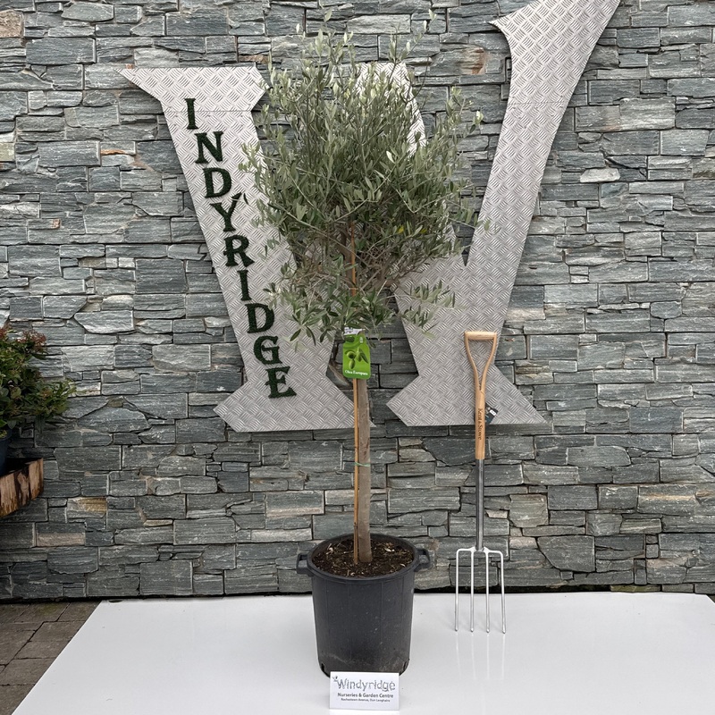Olea Europeae on Stem P35 180cm
