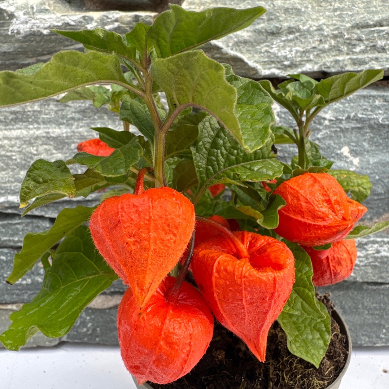 Physalis alkekengi  P11