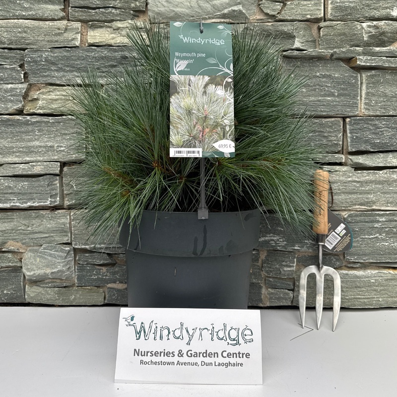 Pinus strobus Macopin