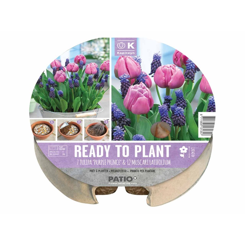 PLANT-O-MAT TULIPA & MUSCARI X 19