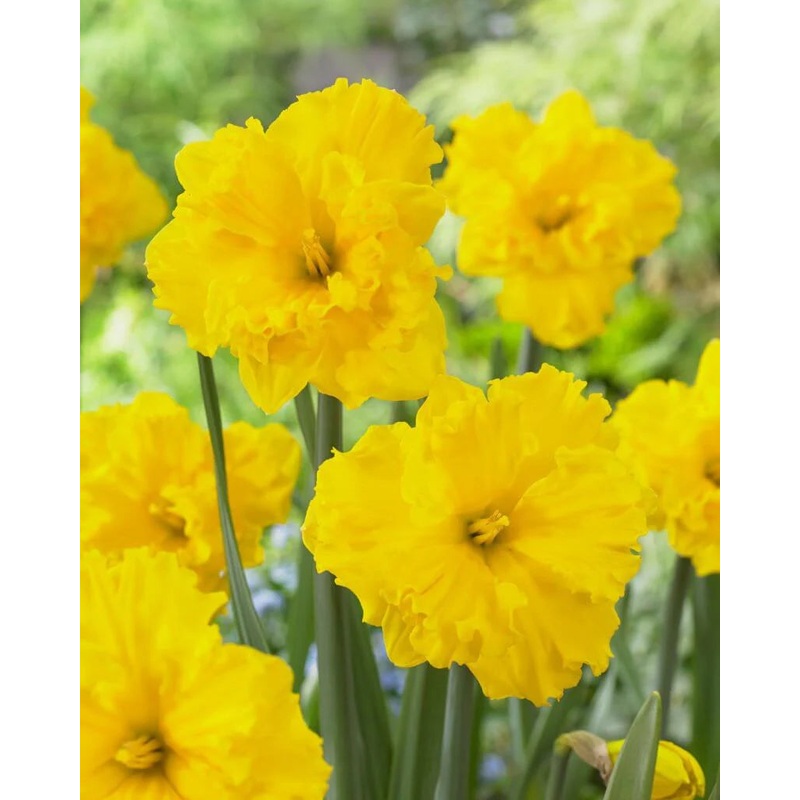 PREM NARCISSUS GOLD DISC X 4